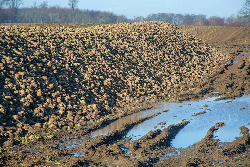 Pile of harvested sugar beets waiting for transport to sugar factory. Charlottenlund, Ystad Municipality, Skåne County, Sweden, Scandinavia, Europe
