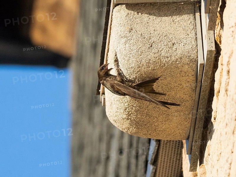 Common swift (Apus apus), adult bird at entrance of its nest, which is one of a row of artificial nest boxes which have been put on the building specifically to provide and aid swifts with a nesting site, Hesse, Germany, Europe