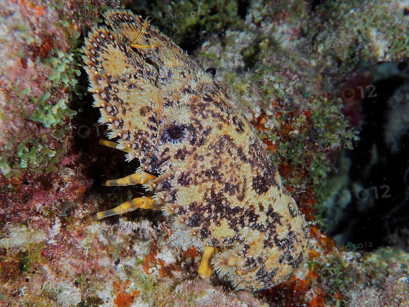 Lateral close-up of a camouflaged sea creature with distinctive patterns, American bear crab (Scyllarus americanus), dive site John Pennekamp Coral Reef State Park, Key Largo, Florida Keys, Florida, USA, North America