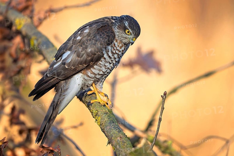 Sparrowhawk (Accipiter nisus) male hunting at sunrise, lying in wait, looking for food, fast hunter, hunting, bird of prey, Middle Elbe Biosphere Reserve, Saxony-Anhalt, Germany, Europe