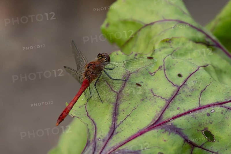 Ruddy darter dragonfly (Sympetrum sanguineum) adult insect resting on a Beetroot leaf in a vegetable garden, England, United Kingdom, Europe