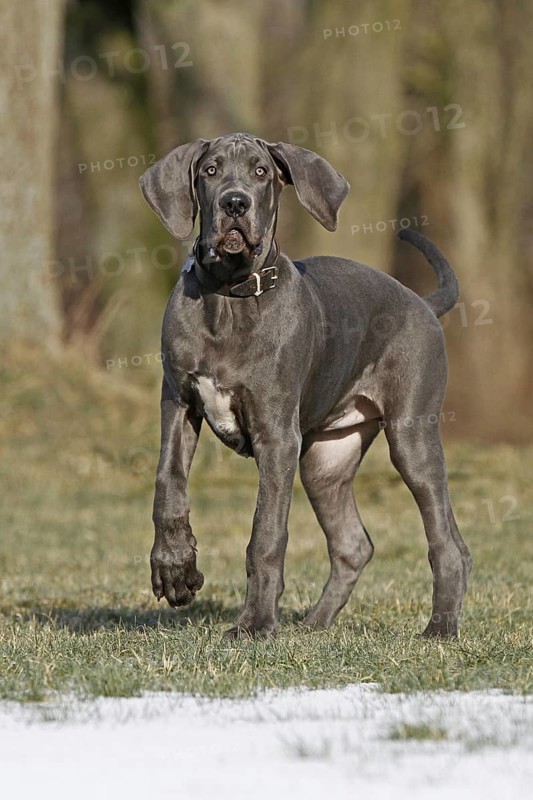 Great Dane, 16 weeks old