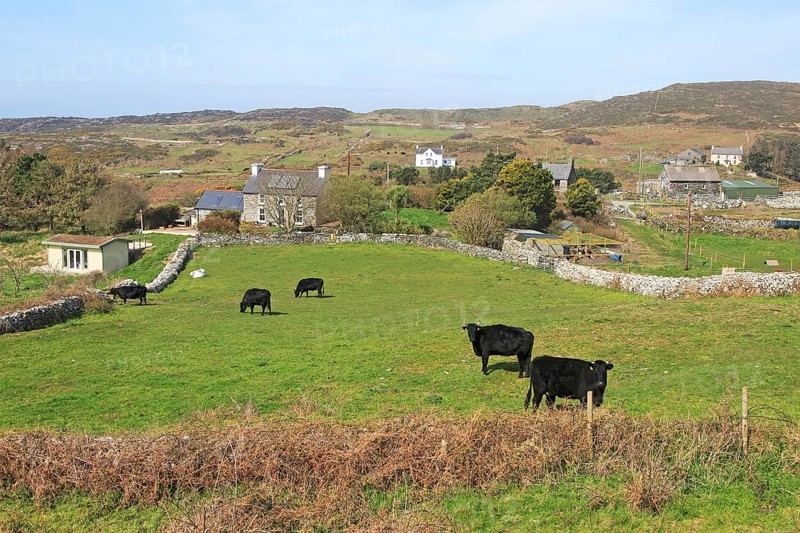 Cattle grazing in fields and farmhouses, Cape Clear Island, County Cork, Ireland, Irish Republic, Europe