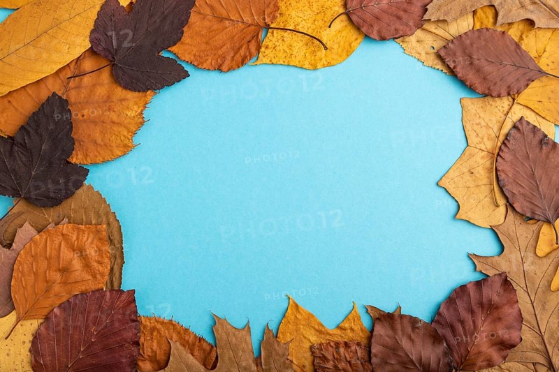 Composition with yellow and brown autumn leaves on blue pastel background. flat lay, top view, still life, copy space