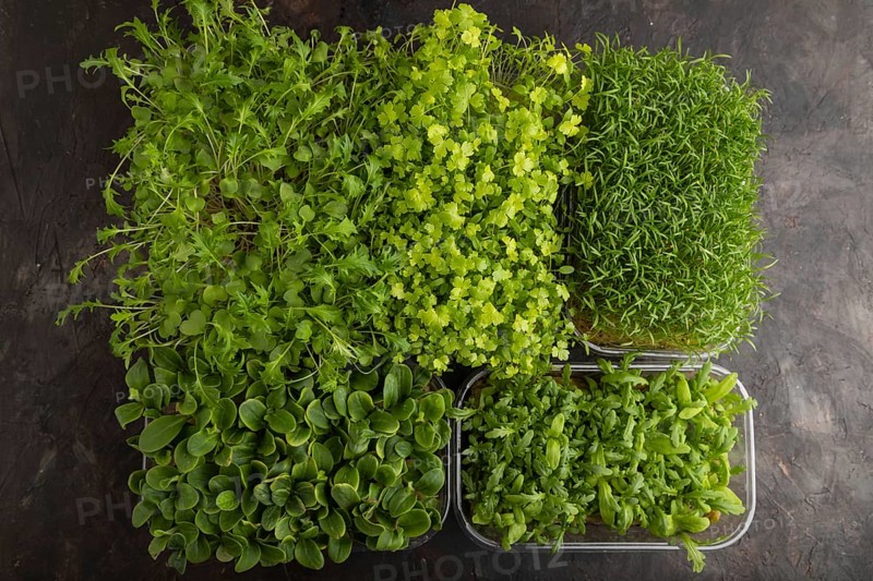 Set of boxes with microgreen sprouts of spinach, carrot, chrysanthemum, borage, mizuna cabbage on black concrete background. Top view, flat lay, copy space