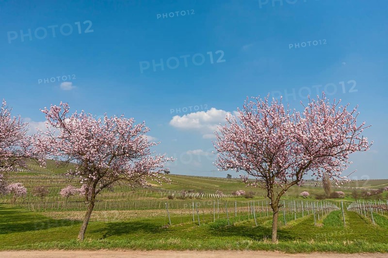 Almond blossom, almond tree (Prunus dulcis), Siebeldingen, German Wine Route, also Southern Wine Route, Southern Palatinate, Palatinate, Rhineland-Palatinate, Germany, Europe