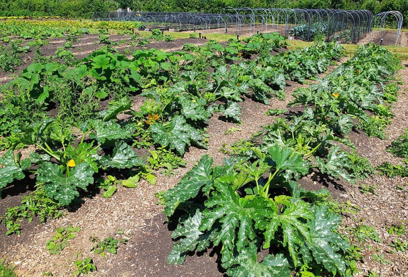 Courgette plants growing in vegetable garden, Sissinghurst castle gardens, Kent, England, UK