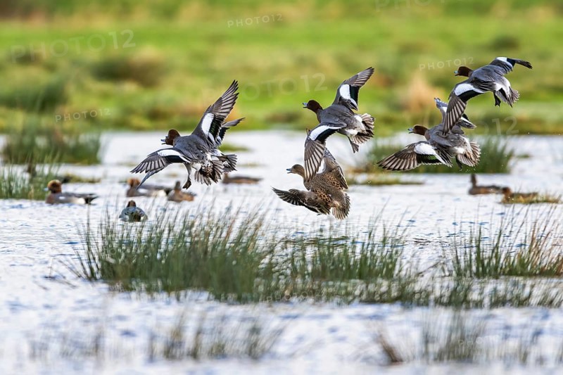 Eurasian Wigeon, (Mareca penelope) birds in flight over marshes
