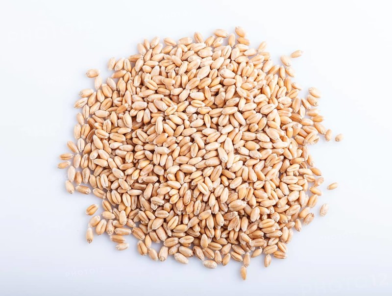 Heap of wheat grains isolated on white background. close up, top view