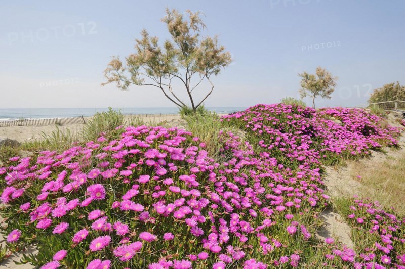 Red noonday flower or Hottentot fig (Carpobrotus acinaciformis) on the beach, Camargue, Provence, southern France
