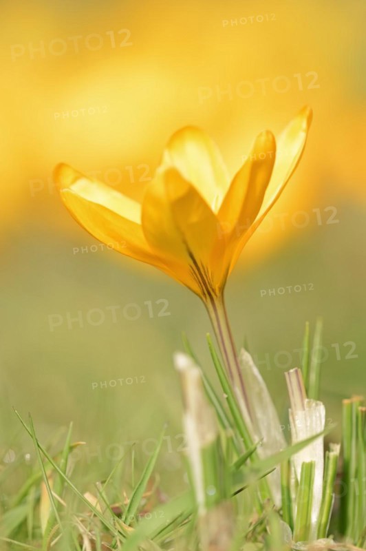 Golden crocus or dutch yellow crocus (Crocus flavus), North Rhine-Westphalia, Germany, Europe