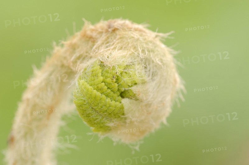 Crown fern or claytosmunda (Osmunda claytoniana), leaf emergence in spring, ornamental plant, North Rhine-Westphalia, Germany, Europe