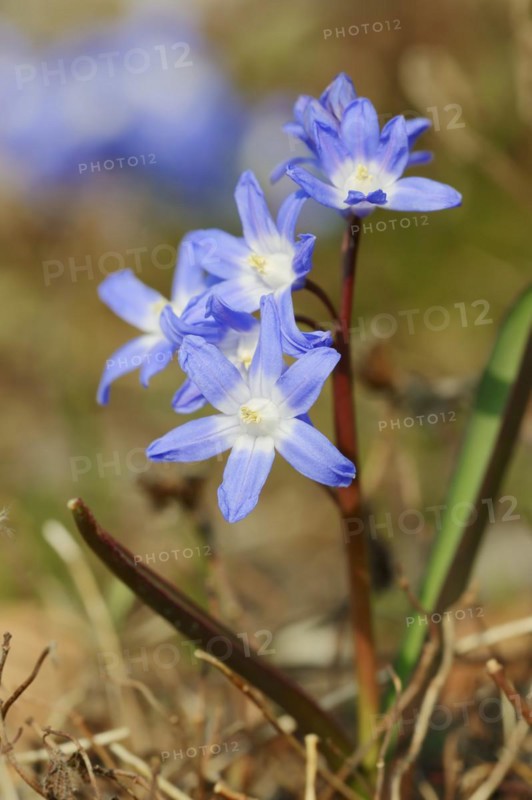 Lucile's glory-of-the-snow (Chionodoxa luciliae), flowers, ornamental plant, North Rhine-Westphalia, Germany, Europe