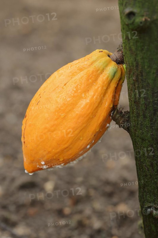 Cocoa tree (Theobroma cacao), cocoa fruit on the tree