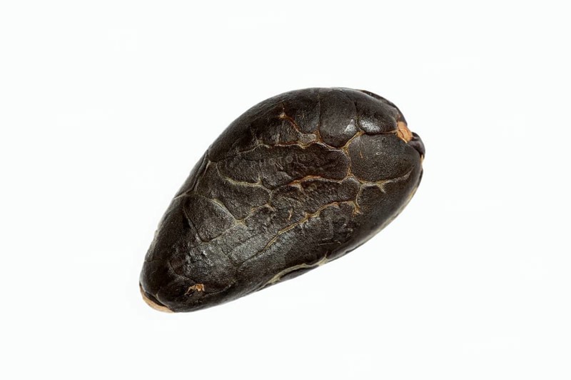 Cocoa tree (Theobroma cacao), cocoa bean