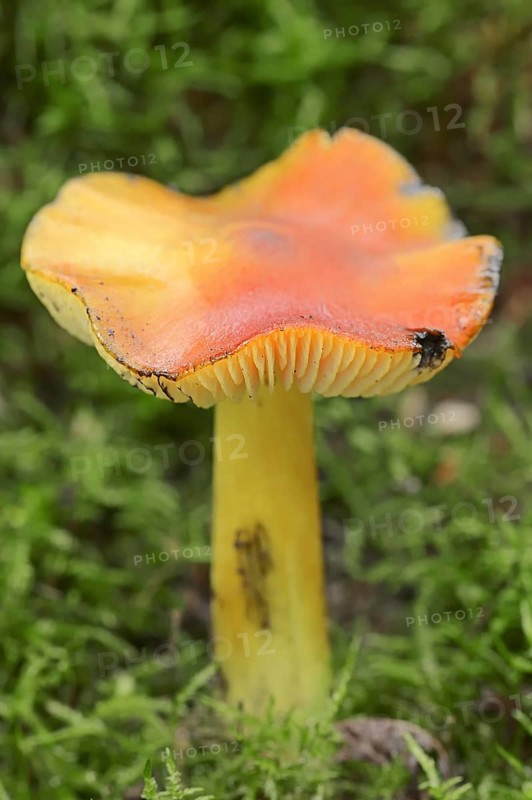Blackening sapling or conical sapling (Hygrocybe conica, Hygrocybe nigrescens), North Rhine-Westphalia, Germany, Europe