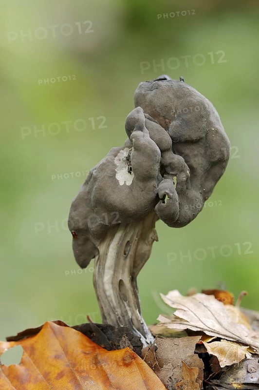 Grubenlorchel or Gruben-Lorchel (Helvella lacunosa, Helvella sulcata), North Rhine-Westphalia, Germany, Europe