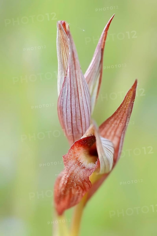 Long lipped serapias (Serapias vomeracea), Provence, South of France, France, Europe