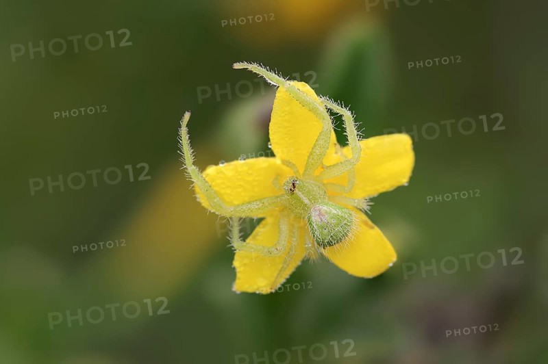 Tirangel crab spider (Heriaeus graminicola), crab spider on a flower of shrubby jasmine (Chrysojasminum fruticans, Jasminum fruticans), Provence, southern France