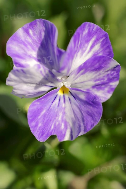 Horned pansy (Viola cornuta), flower, North Rhine-Westphalia, Germany, Europe
