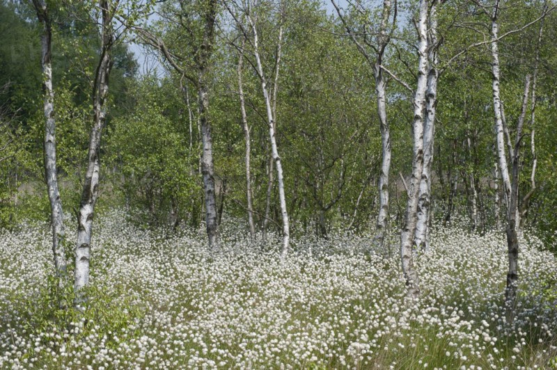 Hare's-tail cottongrass (Eriophorum vaginatum) in a bog, fruit stand, cottongrass flower, Lower Saxony, Germany, Europe