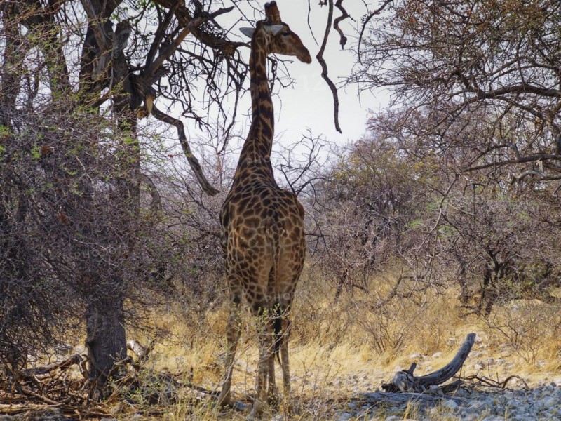 Giraffe under trees in Etosha National Park. Fort Namutoni, Etosha National Park, Namibia, Africa