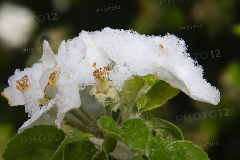 Apple blossoms on a tree in an orchard in the Eastern Ore Mountains. A cold snap led to late snowfall in the low mountain range and jeopardised numerous crops. However, snow also protects the blossoms, as it cannot get lower than zero degrees under the snow cover, Bannewitz, Saxony, Germany, Europe