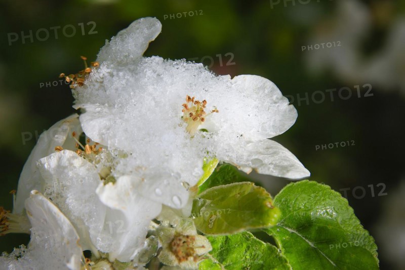 Apple blossoms on a tree in an orchard in the Eastern Ore Mountains. A cold snap led to late snowfall in the low mountain range and jeopardised numerous crops. However, snow also protects the blossoms, as it cannot get lower than zero degrees under the snow cover, Bannewitz, Saxony, Germany, Europe