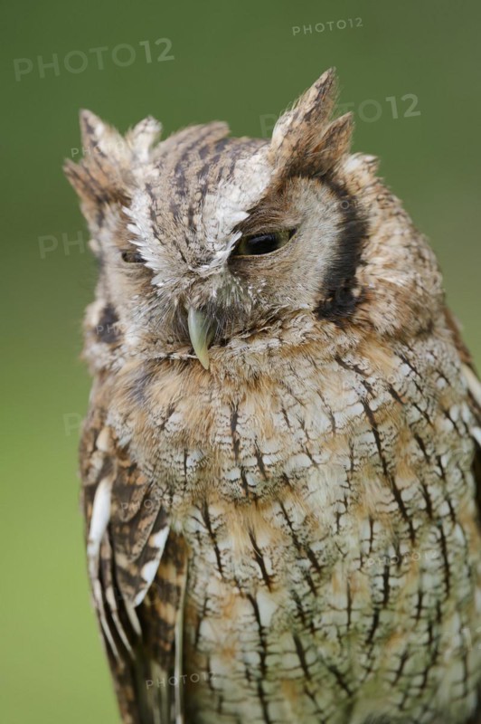 Tropical screech owl or Choliba screech owl (Megascops choliba, Otus choliba), portrait, captive, occurring in South and Central America