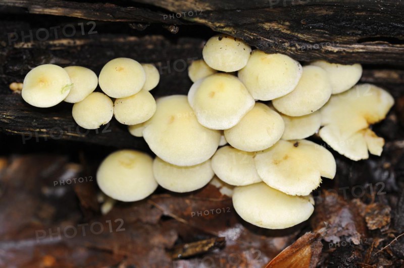 Sulphur tuft (Hypholoma fasciculare), North Rhine-Westphalia, Germany, Europe