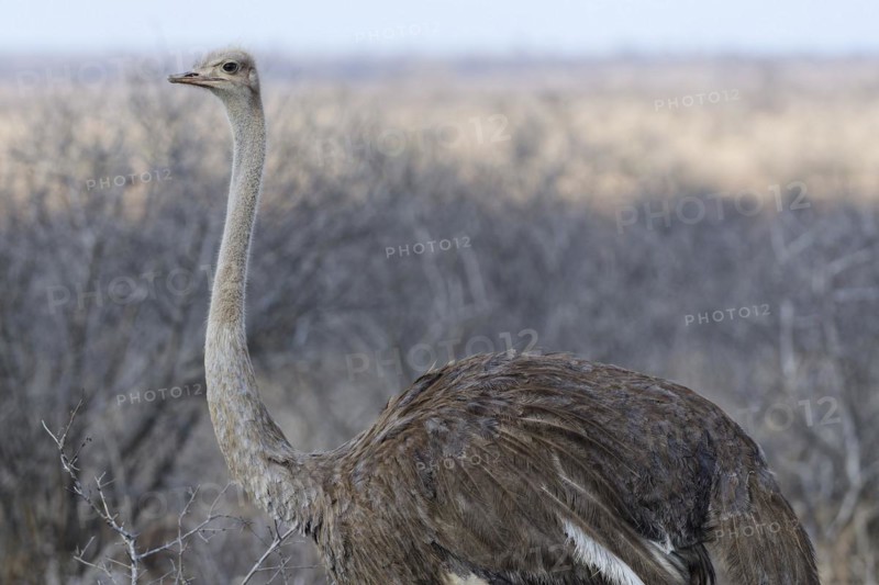 South African ostrich (Struthio camelus australis), adult female walking in dry grassland, alert, animal portrait, Kruger National Park, South Africa, Africa