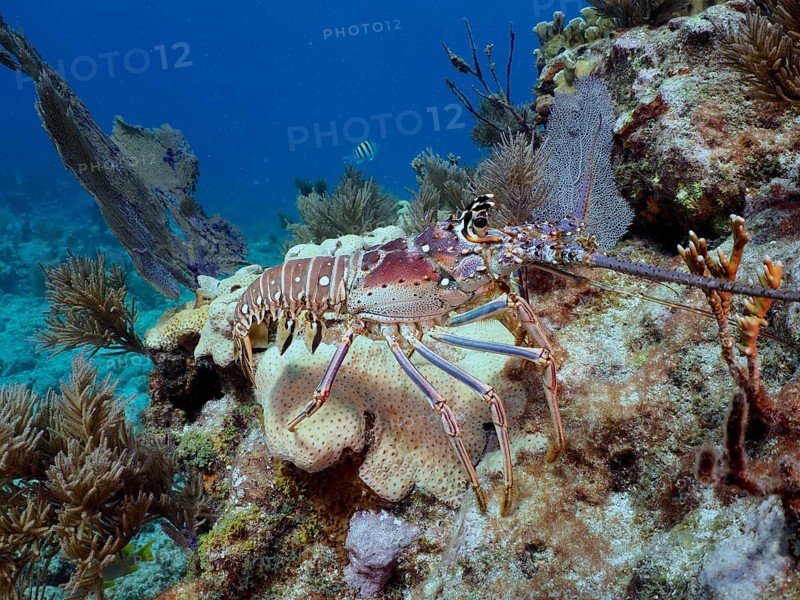Caribbean spiny crayfish (Panulirus argus) on the seabed near coral. Dive site John Pennekamp Coral Reef State Park, Key Largo, Florida Keys, Florida, USA, North America