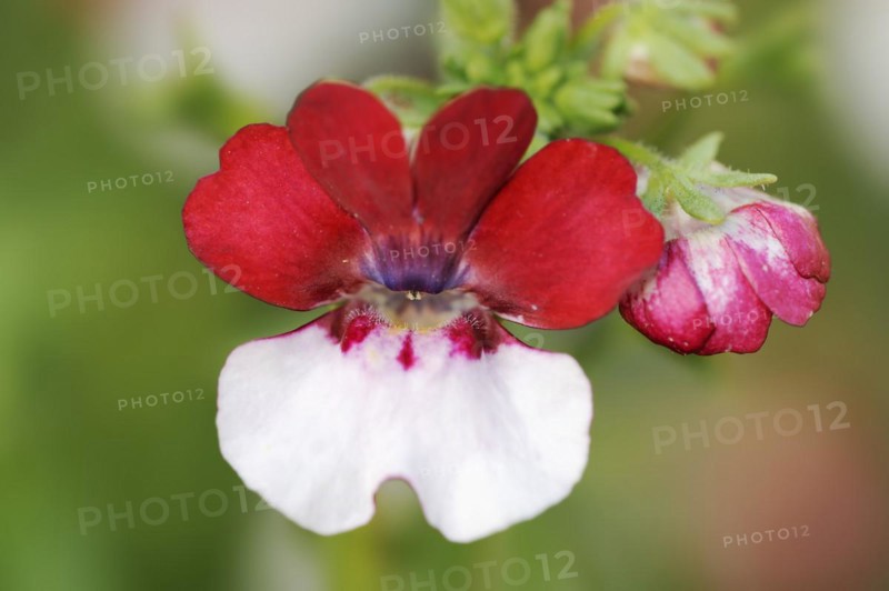Pouch nemesia (Nemesia strumosa), flower, ornamental plant, North Rhine-Westphalia, Germany, Europe