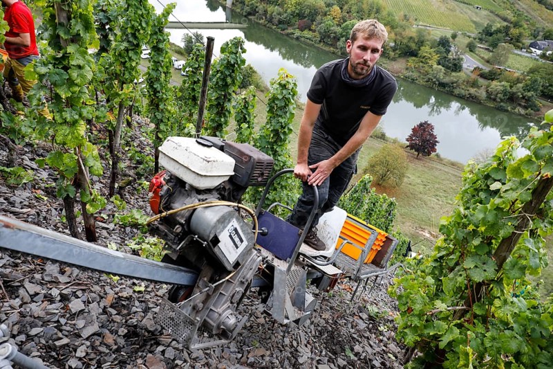 Winemaker Kilian Franzen harvesting Riesling grapes in one of the steepest vineyards in Europe, travelling up the vineyard on a cable car, Neef, 30/09/2020