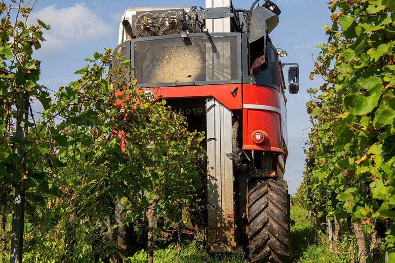 Harvest of Sankt Laurent red wine grapes in the Palatinate