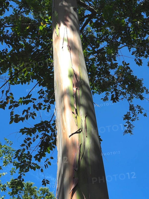 Rainbow gum (Eucalyptus deglupta), La Amistad National Park, Selva Bananito Lodge, Costa Rica, Central America
