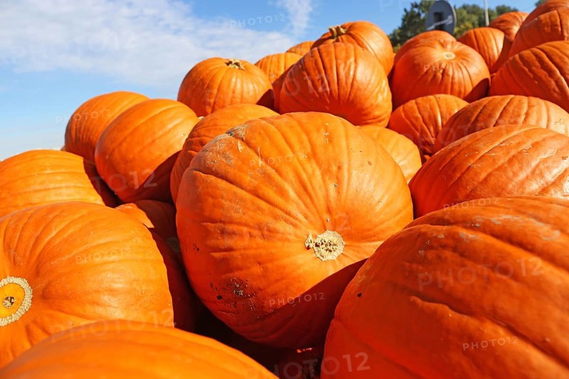 Autumn, the pumpkin season has begun. Sale of pumpkins in a field near Ludwigshafen, Rhineland-Palatinate