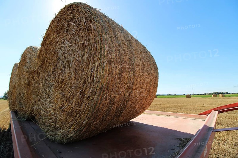Straw pressed into round bales on a harvested wheat field, loaded onto the trailer for transport (Mutterstadt, Rhineland-Palatinate)