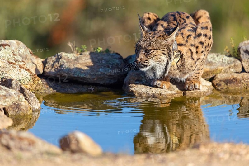 Iberian lynx (Lynx pardinus), drinking water at the waterhole, Hides De Calera / Lynx Hide, Calera Y Chozas, Castilla La Mancha / Toledo, Spain, Europe