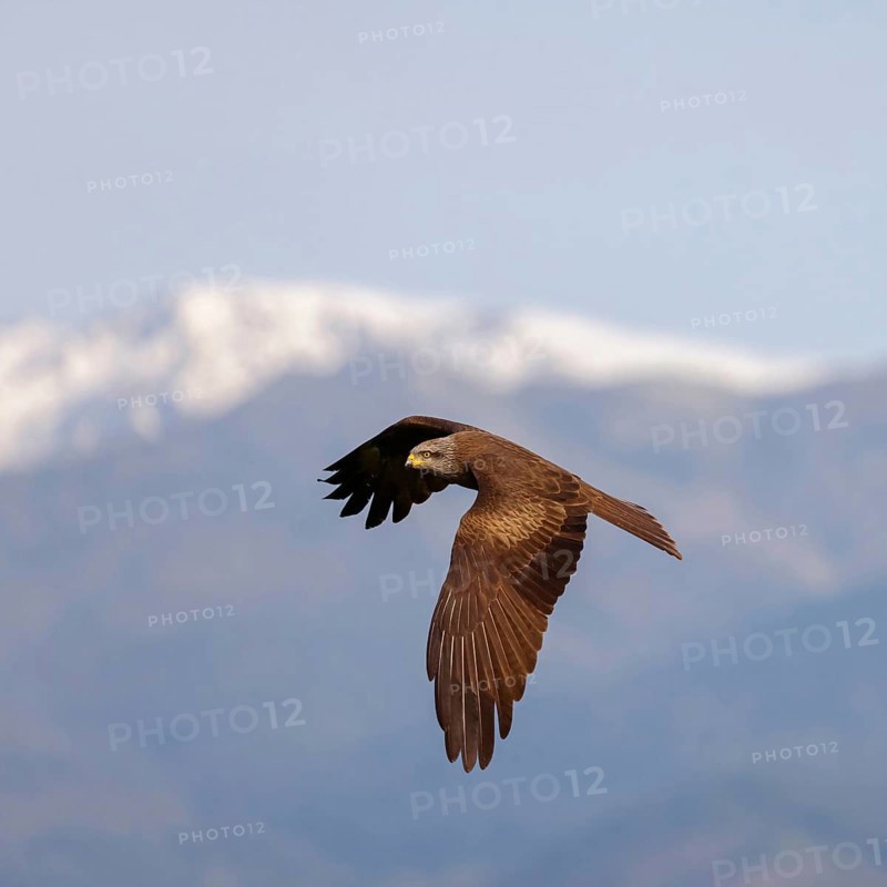 Black kite (Milvus migrans), flight photo, blue sky, Hides De Calera / Steppe Raptors, Nussloch, Castilla La Mancha / Toledo, Germany, Europe