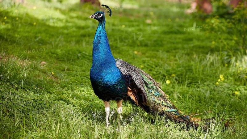 A magnificent peafowl (pavo) with bright blue and green feathers stands on a green meadow, Filerimos, hill not far from Rhodes Town, Ancient State of Ialyssos, Rhodes, Dodecanese, Greek Islands, Greece, Europe