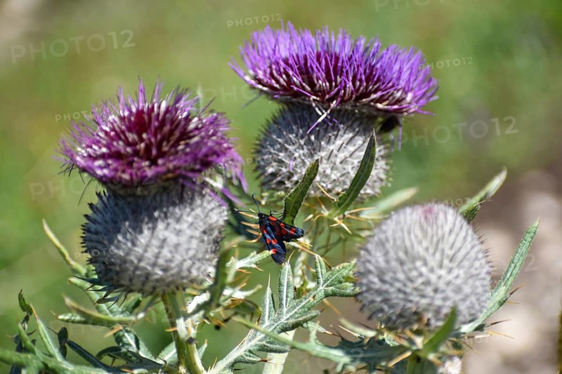 Woolly thistle (Cirsium eriophorum) with a six-spot burnet (Zygaena filipendulae), Salzburger Land, Austria, Europe