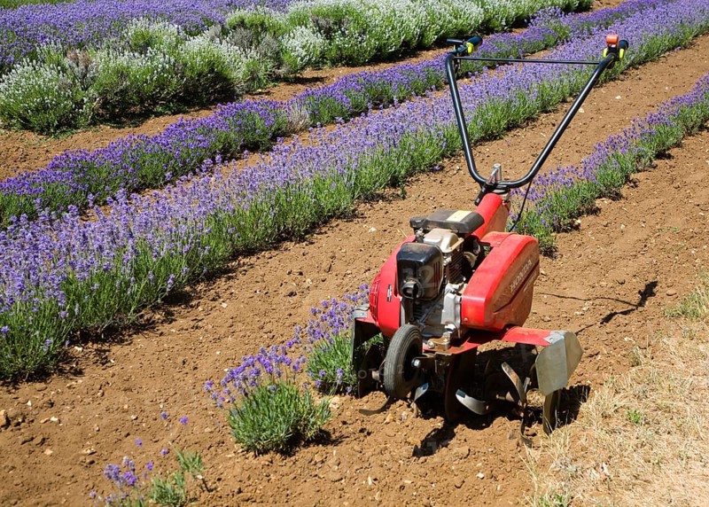 Lavender plants at Norfolk Lavender garden centre attraction, Heacham, Norfolk, England, United Kingdom, Europe