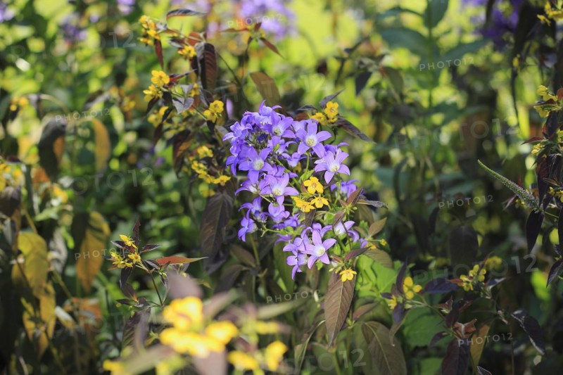 Bellflower (Campanula) and bronze field fenugreek (Lysimachia ciliata 'Firecracker'), North Rhine-Westphalia, Germany, Europe