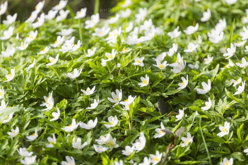 The Polenz is the right-hand, smaller headwaters of the Lachsbach in Saxony and flows through the lower section of the northern Elbe Sandstone Mountains in a canyon-like valley. Wood anemones bloom in spring, Heeslicht, Saxony, Germany, Europe