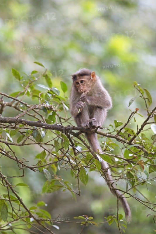 Bonnet macaque (Macaca radiata), Periyar Wildlife Sanctuary or Periyar National Park, Idukki district, Kerala, India, Asia