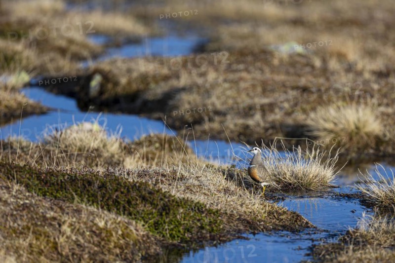 Eurasian dotterel (Charadrius morinellus), adult female standing in a bog landscape, Varanger, Finnmark, Norway, Europe