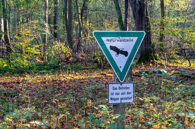 Natural forest cell, Überanger Mark forest, near Düsseldorf, protected forest area left to its own devices, no human intervention in nature, natural forest, North Rhine-Westphalia, Germany, Europe