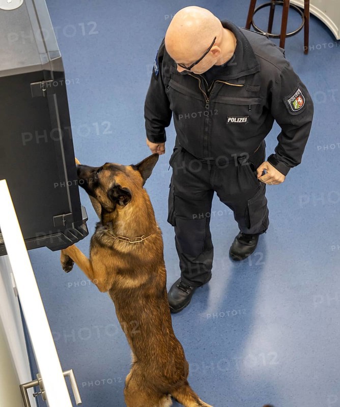 Data storage sniffer dog of the North Rhine-Westphalia police, here in a training flat, training institute, the dogs can sniff out data storage media such as USB sticks, hard drives, memory cards, Neuss, North Rhine-Westphalia, Germany, Europe