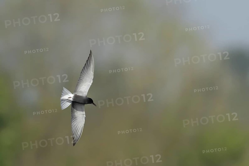Black tern (Chlidonias niger) adult bird in summer plumage in flight, England, United Kingdom, Europe